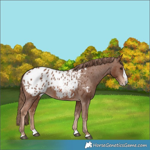 Horse Color:Chestnut Splash Appaloosa 
