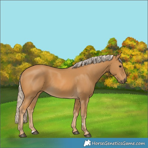 Horse Color:Palomino 