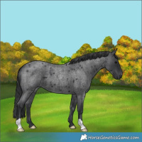 Horse Color:Blue Roan 