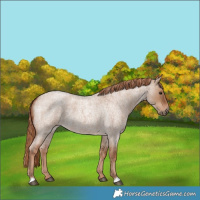 Horse Color:Red Dun Roan 