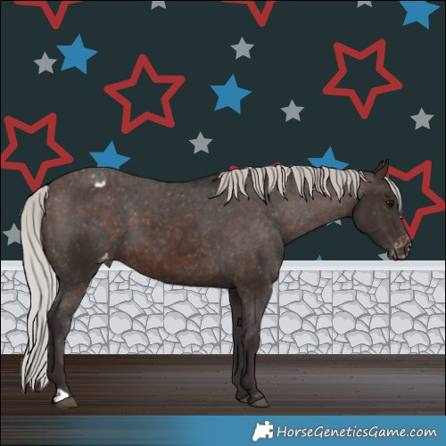 Horse Color:Silver Brown Appaloosa 