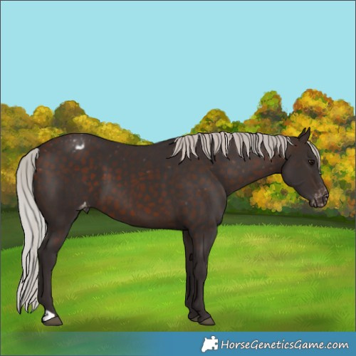 Horse Color:Silver Brown Appaloosa