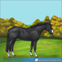 Horse Color:Black 
