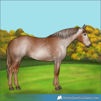 Horse Color:Gray Chestnut 