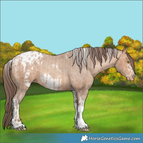 Horse Color:Amber Champagne Sabino Tobiano Appaloosa  and Amber Champagne Sabino Tobiano Frame Appaloosa 