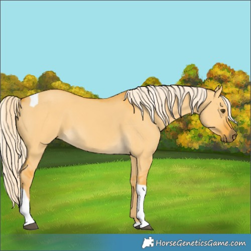 Horse Color:Palomino Dun Tobiano 