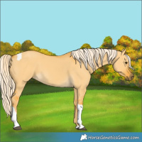 Horse Color:Palomino Dun Tobiano 