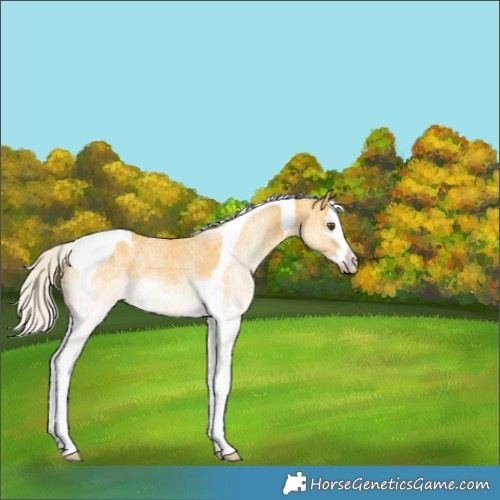 Horse Color:White Spotted Silver Buckskin Dun Splash Tobiano 