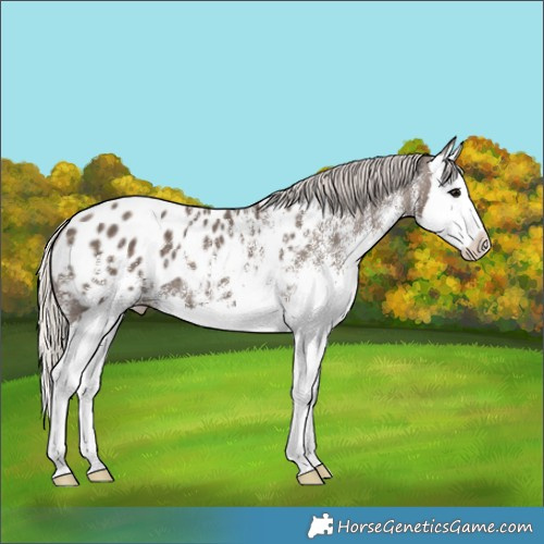 Horse Color:White Spotted Silver Black Splash Blanket