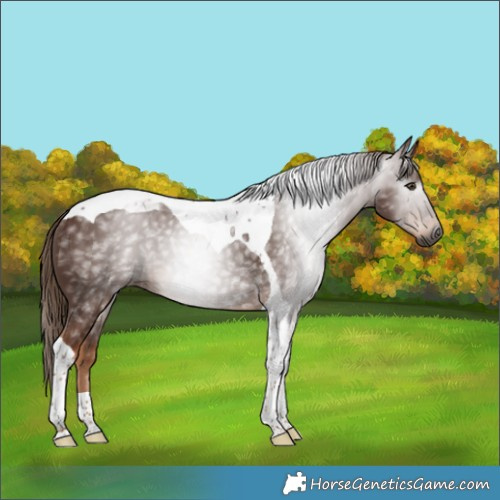 Horse Color:Gray Chestnut Tobiano Rabicano 