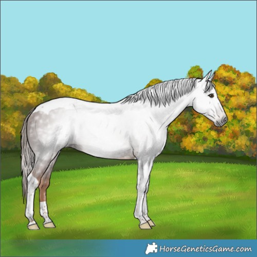 Horse Color:Gray Chestnut Tobiano Rabicano 