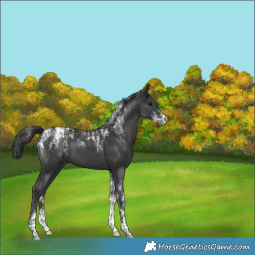 Horse Color:Powder White Black