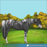 Horse Color:Powder White Black 