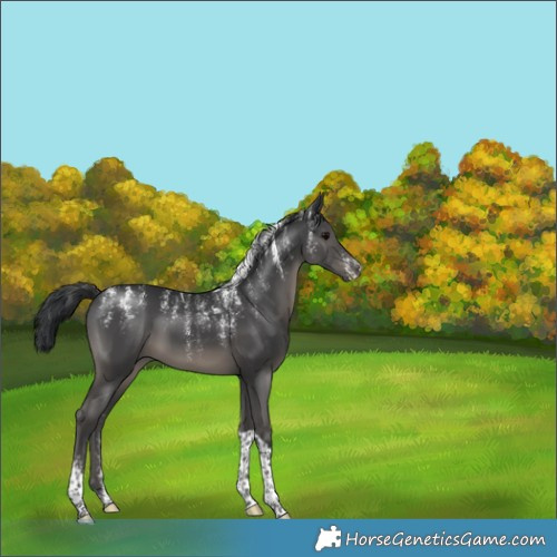 Horse Color:Powder White Black Tobiano 