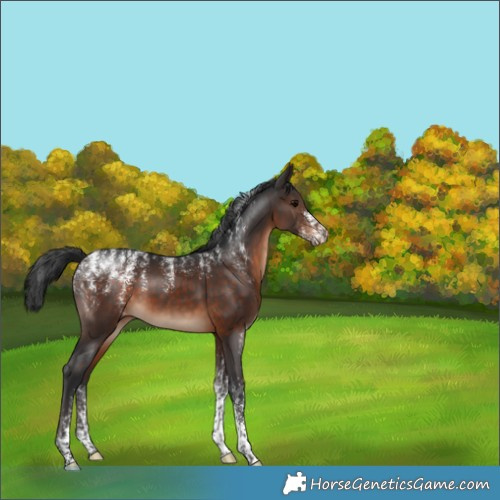 Horse Color:Powder White Brown