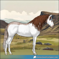 Horse Color:Red Roan Splash Frame Rabicano
