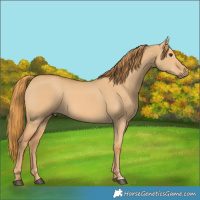 Horse Color:Red Dun