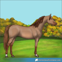 Horse Color:Red Dun