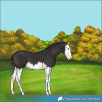 Horse Color:Liver Chestnut Splash 