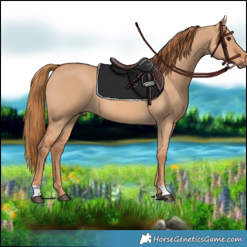Horse Color:Red Dun 