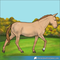 Horse Color:Red Dun