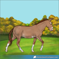 Horse Color:Red Dun