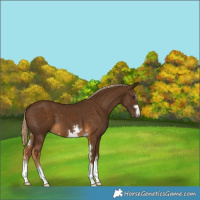 Horse Color:Chocolate Palomino