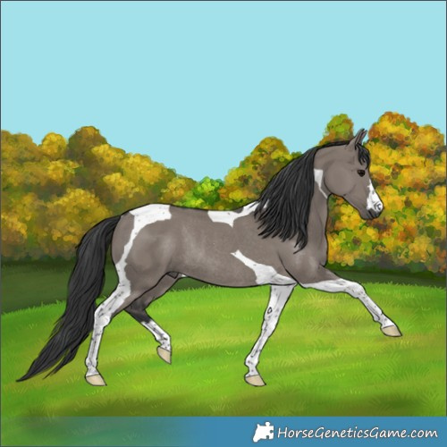 Horse Color:Grullo Tobiano Rabicano 