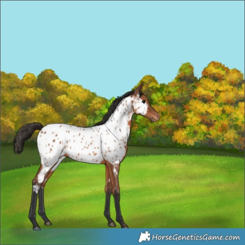 Horse Color:Bay Near Leopard