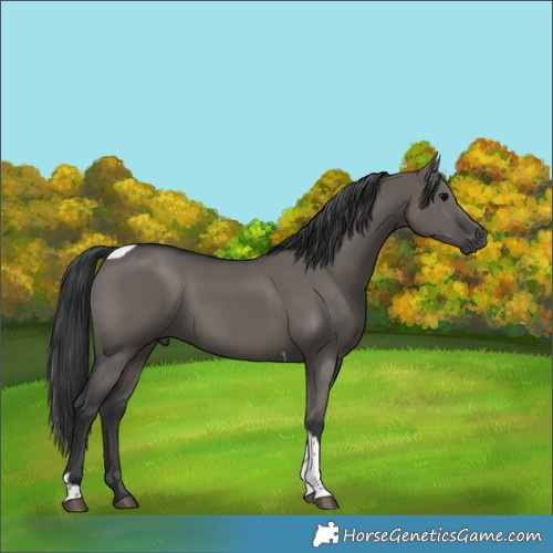 Horse Color:Grullo Tobiano Rabicano