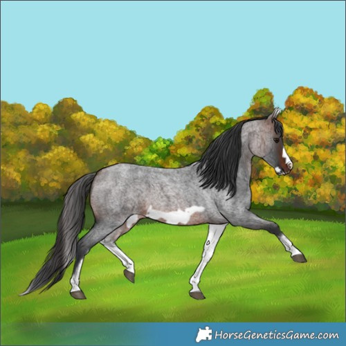 Horse Color:White Spotted Brown Roan Frame
