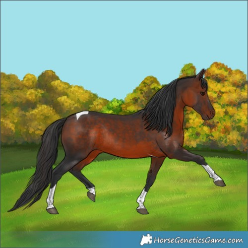 Horse Color:Brown Tobiano Rabicano