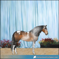 Horse Color:Powder White Gray Buckskin Tobiano 