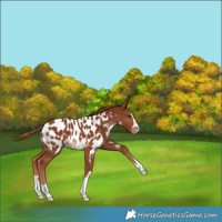 Horse Color:Chestnut Appaloosa 