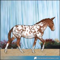 Horse Color:Chestnut Near Leopard 