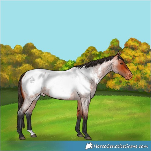 Horse Color:Bay Roan Snowcap