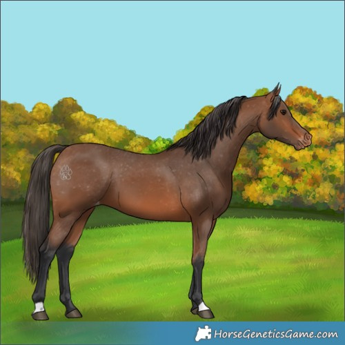 Horse Color:Bay Appaloosa 
