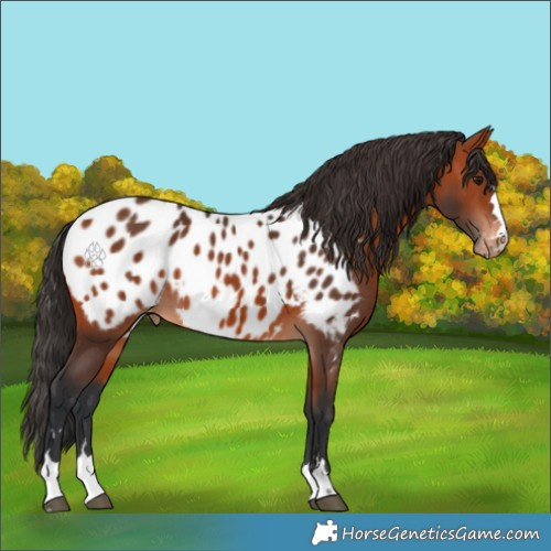 Horse Color:Brown Blanket 