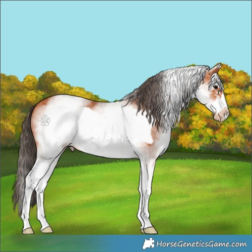 Horse Color:White Spotted Bay Frame Varnish 
