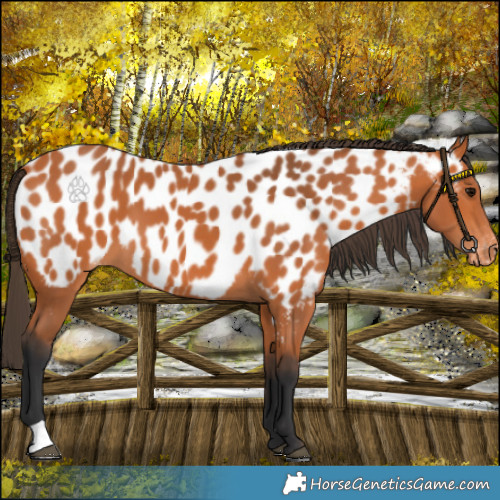 Horse Color:Bay Near Leopard 