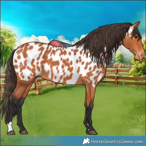 Horse Color:Bay Appaloosa