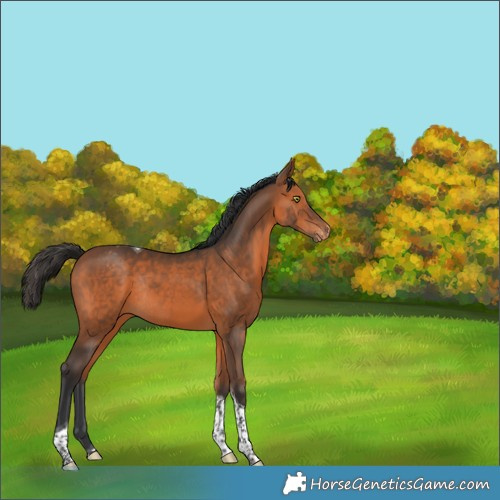 Horse Color:Bay Tobiano Varnish Rabicano 