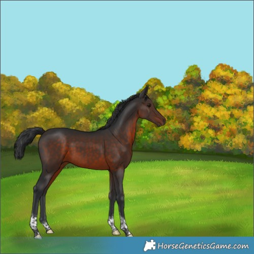 Horse Color:Brown Tobiano 