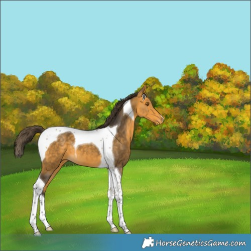 Horse Color:Buckskin Tobiano Appaloosa 