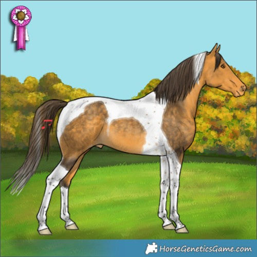 Horse Color:Buckskin Tobiano Appaloosa 