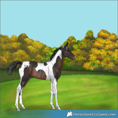 Horse Color:Brown Tobiano Varnish Rabicano 