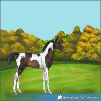 Horse Color:Brown Tobiano Varnish Rabicano
