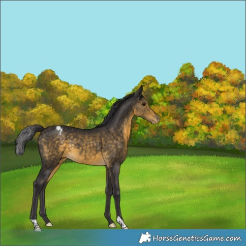 Horse Color:Buckskin Appaloosa Rabicano