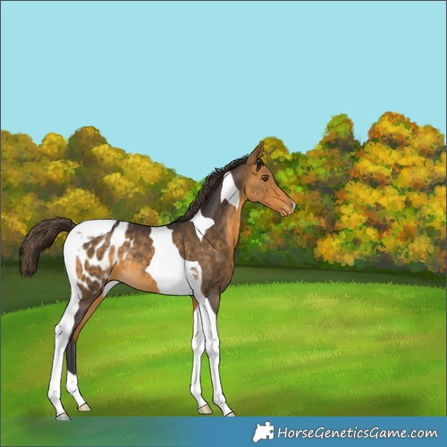 Horse Color:Buckskin Tobiano Appaloosa Rabicano 