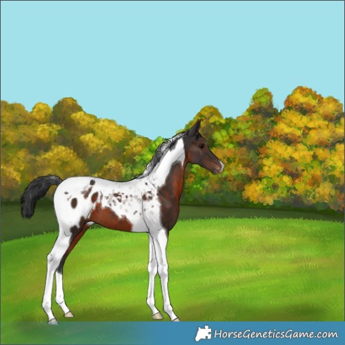 Horse Color:Brown Tobiano Blanket 